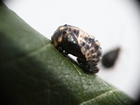 7Marienkäfer Puppe_6-02 _MU.JPG